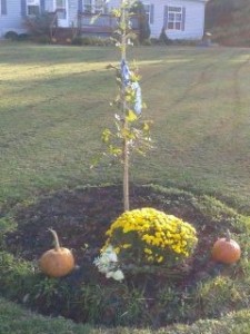 Red Oak Tree planted for a child lost.